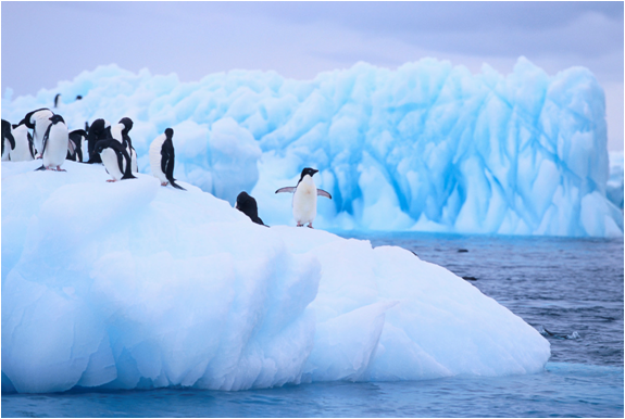 南極の海氷とペンギン